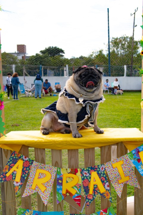 Foto do Pugnic 2026